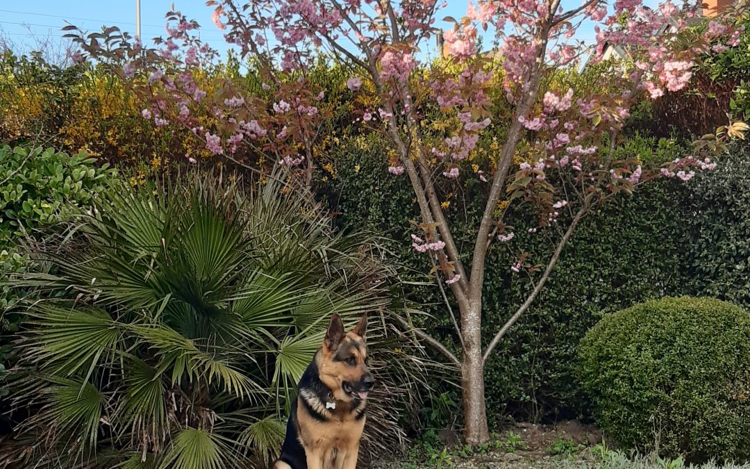 A Blooming Tribute: Celebrating My Father’s Legacy