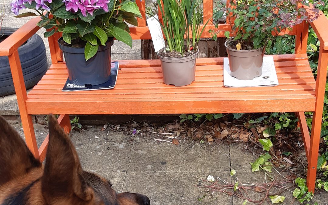 🧡 The Garden Bench: A Mango Orange Memory