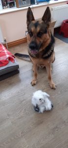 Oscar with the Dulux mascot
